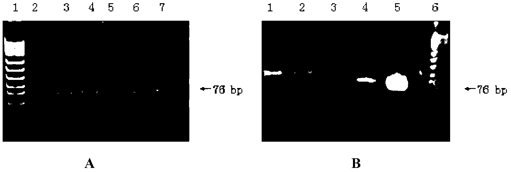 Nucleic acid aptamer specifically bound with human epidermal growth factor receptor III-type mutant and application of nucleic acid aptamer