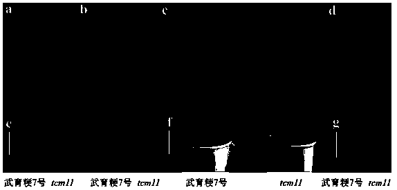 Application of rice seryl tRNA synthetase gene STS11 and protein encoded by gene