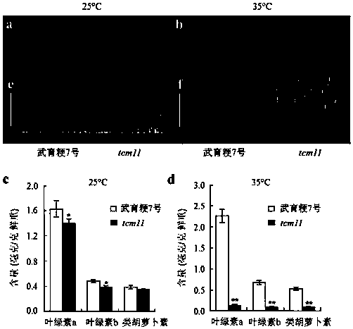 Application of rice seryl tRNA synthetase gene STS11 and protein encoded by gene