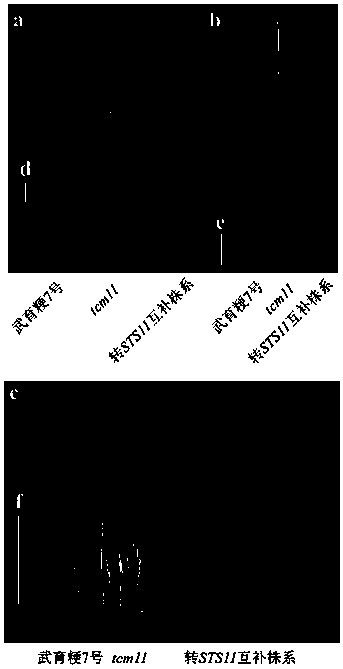 Application of rice seryl tRNA synthetase gene STS11 and protein encoded by gene