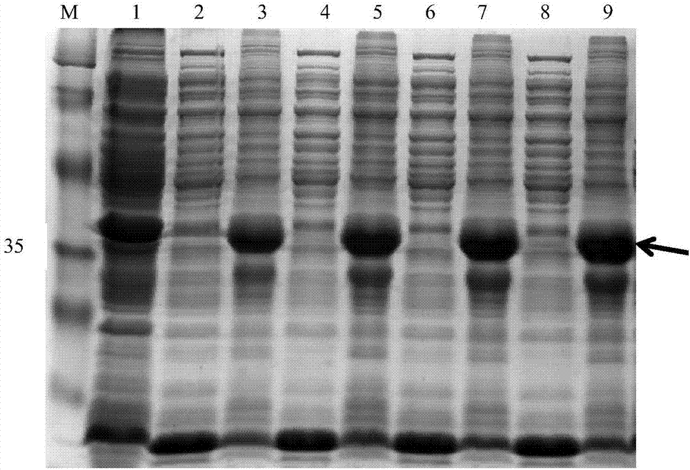 Vaccine for blocking transmission of echinococcosis pathogeny echinococcus granulosus from source