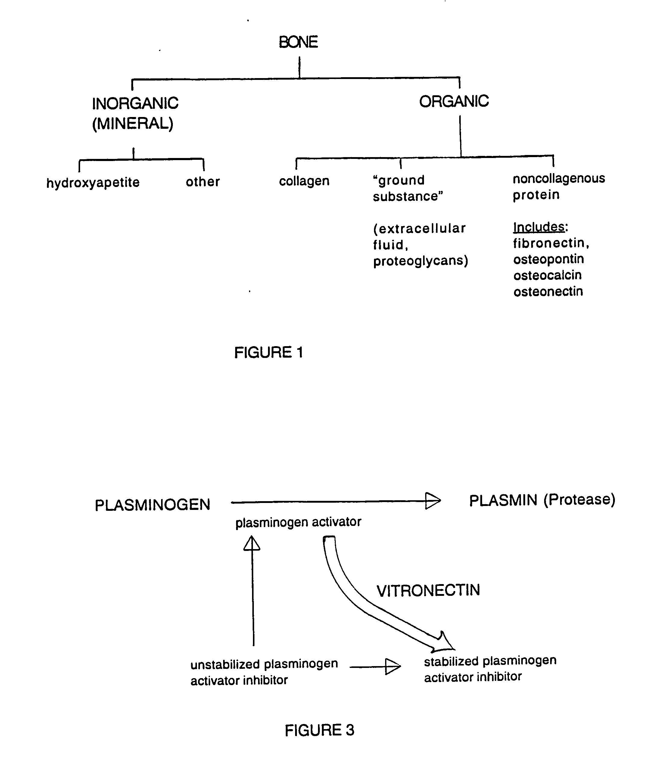 Composition and method for bone regeneration