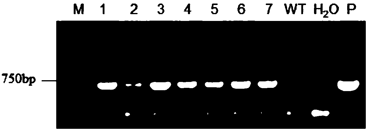 Application of medicago truncatula MYB transcription factor MtMYB1