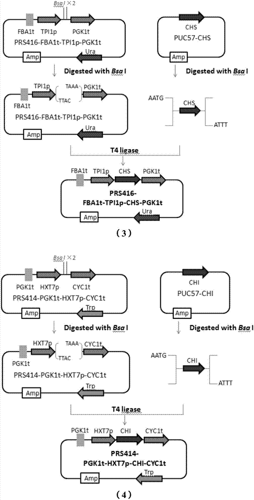 Recombinant saccharomyces cerevisiae as well as construction method and application thereof