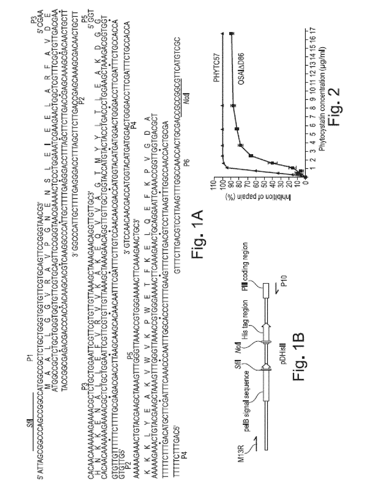 Scaffold proteins derived from plant cystatins