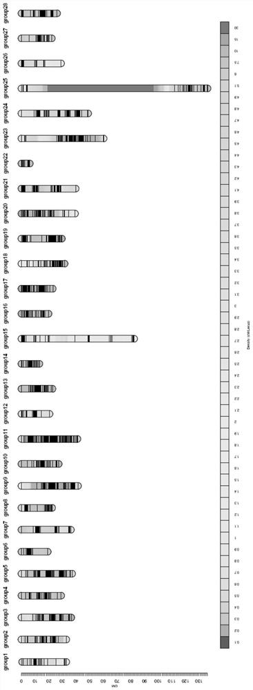 SNP molecular marker related to bombyx mori nuclear polyhedrosis virus resistance and application thereof