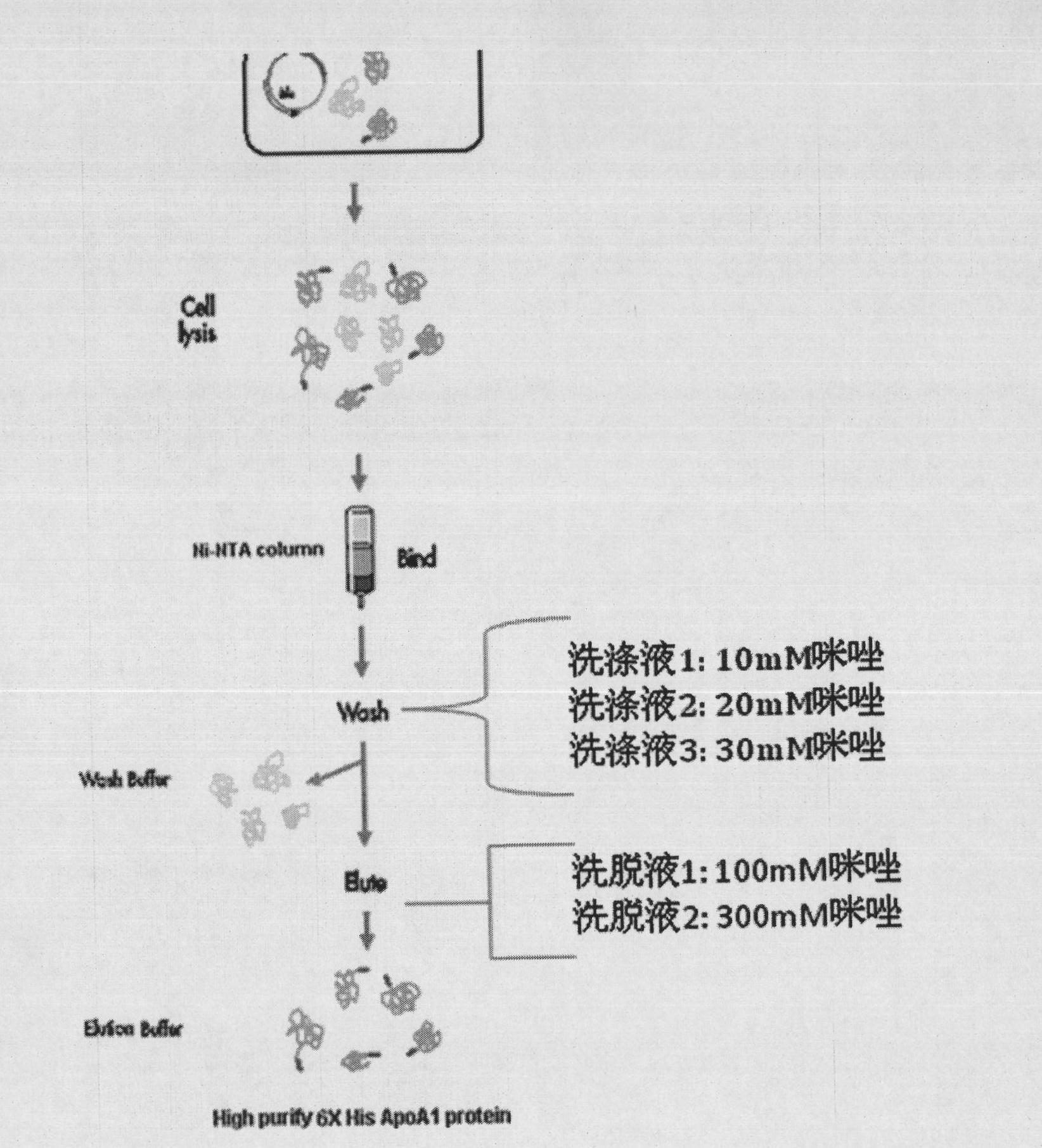 Human apolipoprotein AI genetic engineering preparation method and expression vector and engineering bacteria thereof