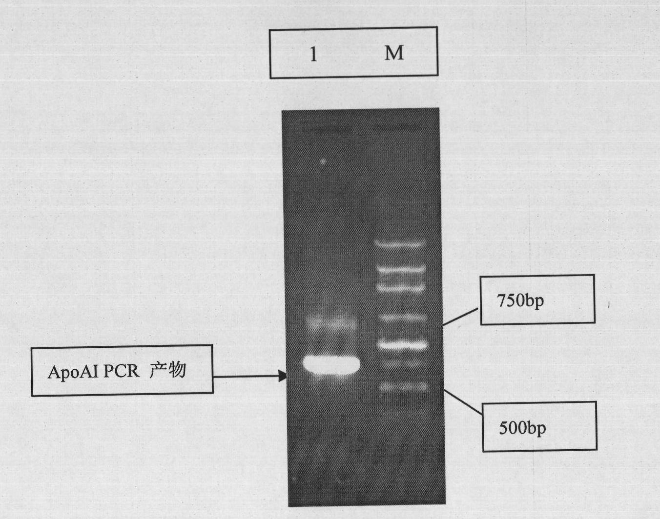 Human apolipoprotein AI genetic engineering preparation method and expression vector and engineering bacteria thereof