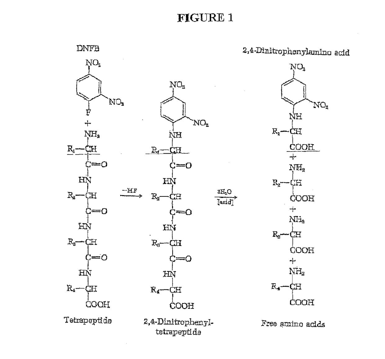 Single molecule peptide sequencing