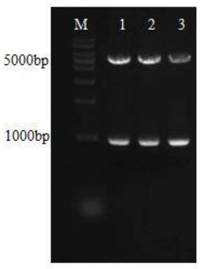 A single-chain antibody targeting transferrin receptor in the brain and its application