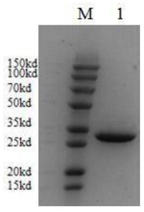 A single-chain antibody targeting transferrin receptor in the brain and its application