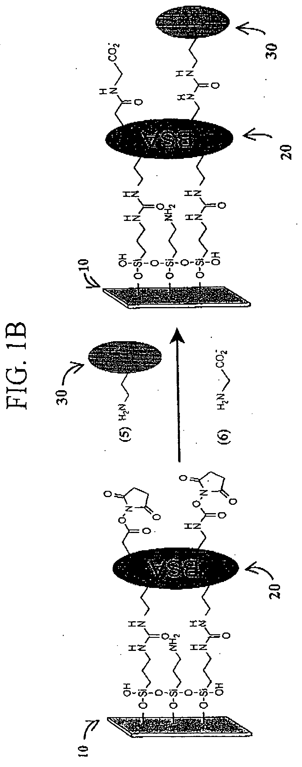 Microarrays of functional biomolecules, and uses therefor