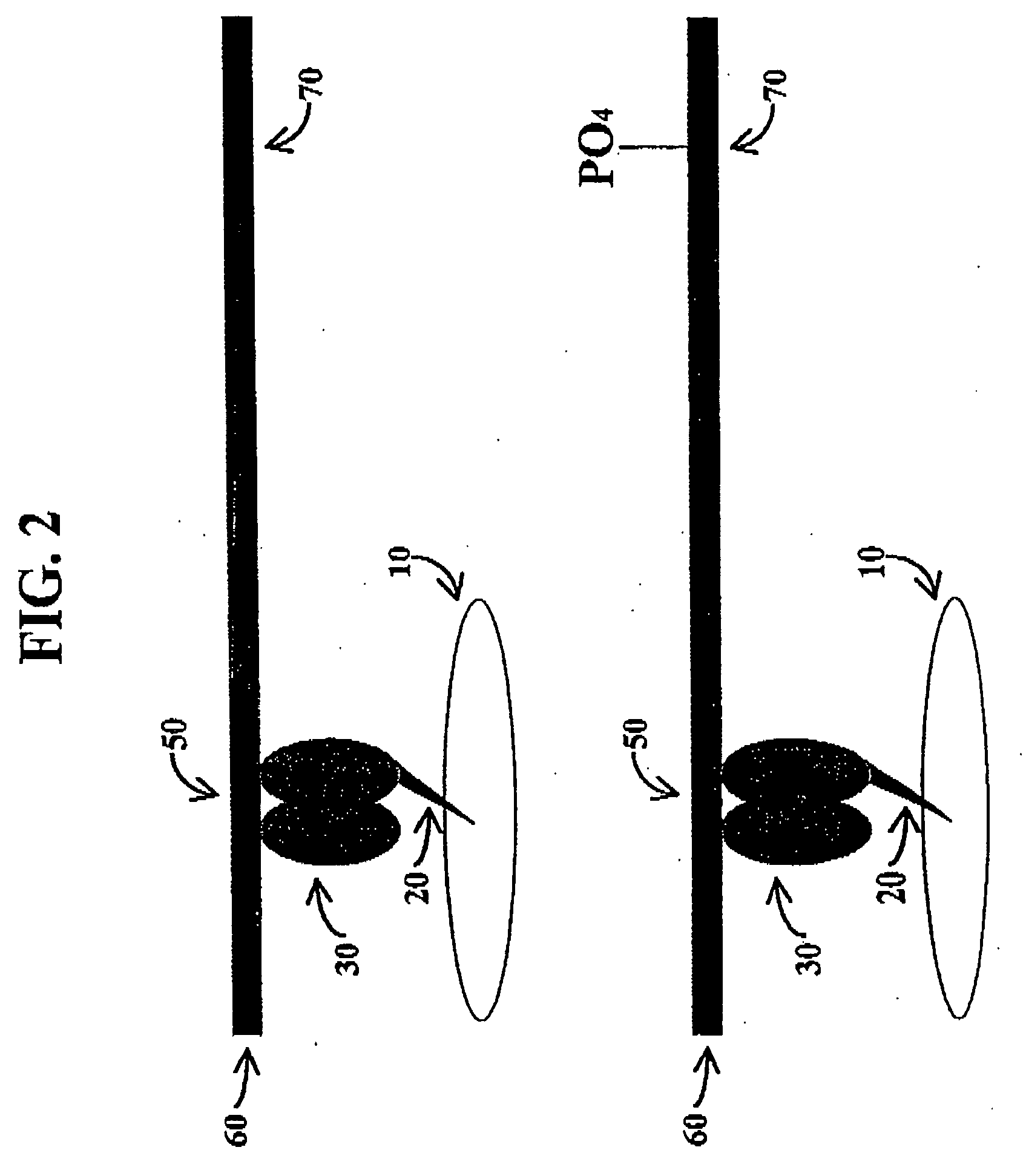 Microarrays of functional biomolecules, and uses therefor