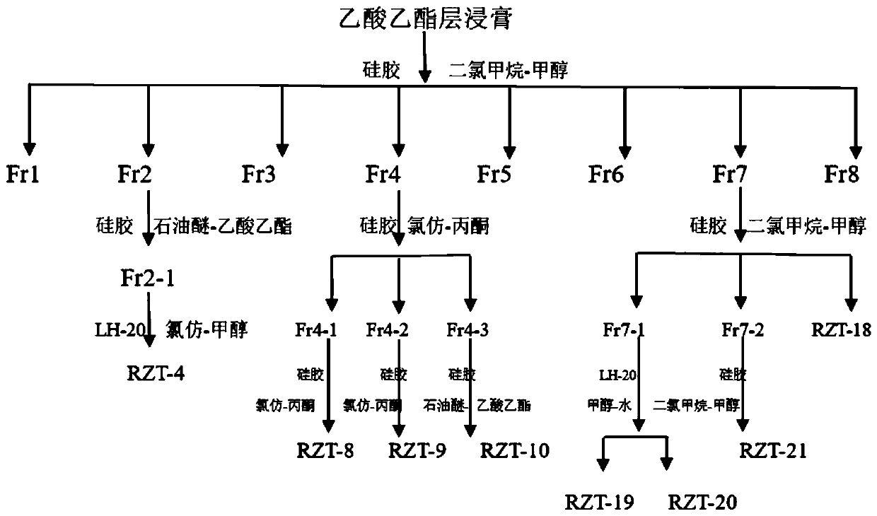 Actinidia arguta root extract, extraction and separation method and application of actinidia arguta root extract