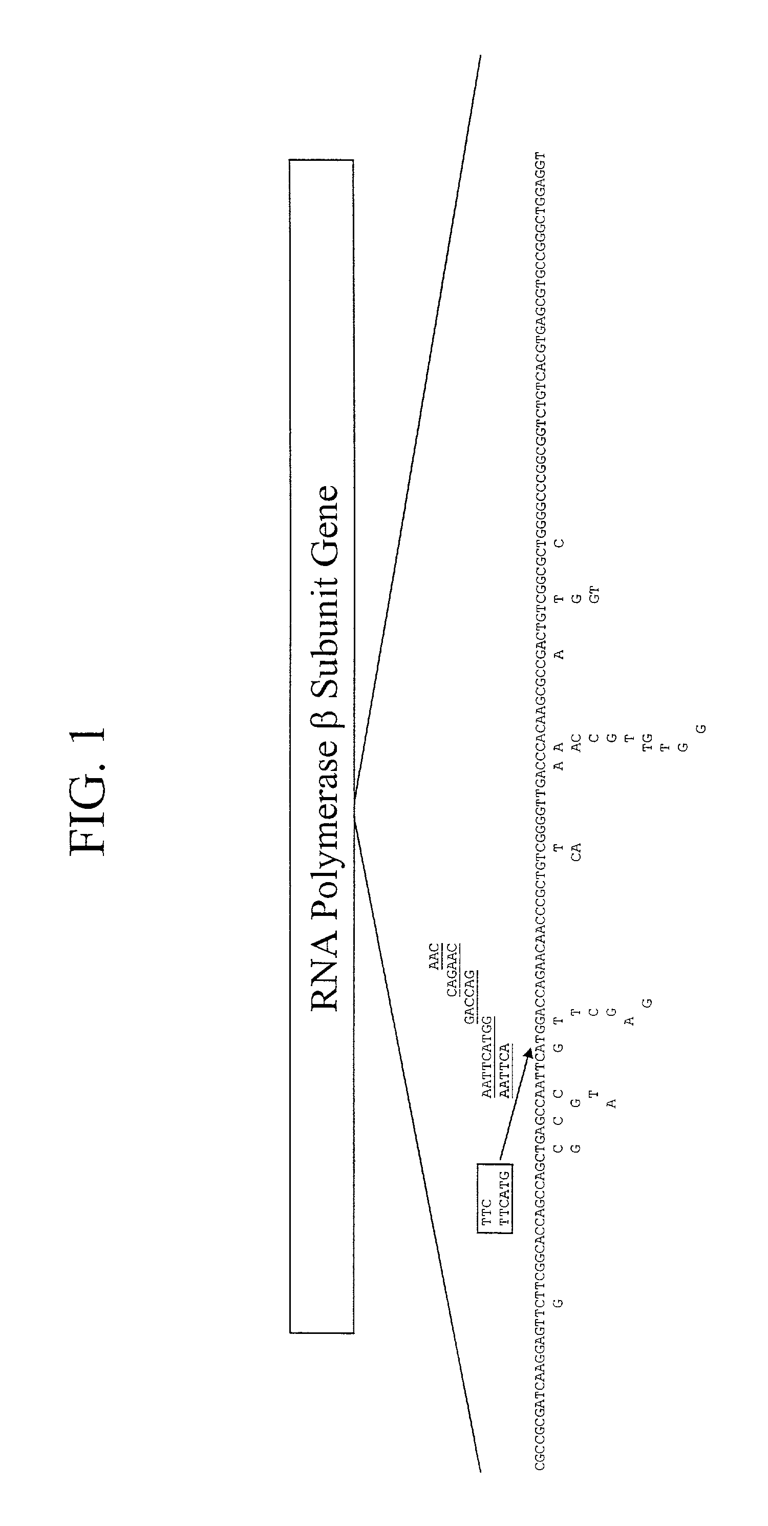 Mutation detection on RNA polmerase beta subunit gene having rifampin resistance