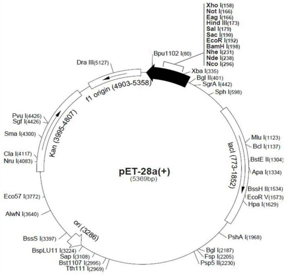 sj13 polypeptide and its application in the preparation of antithrombotic drugs