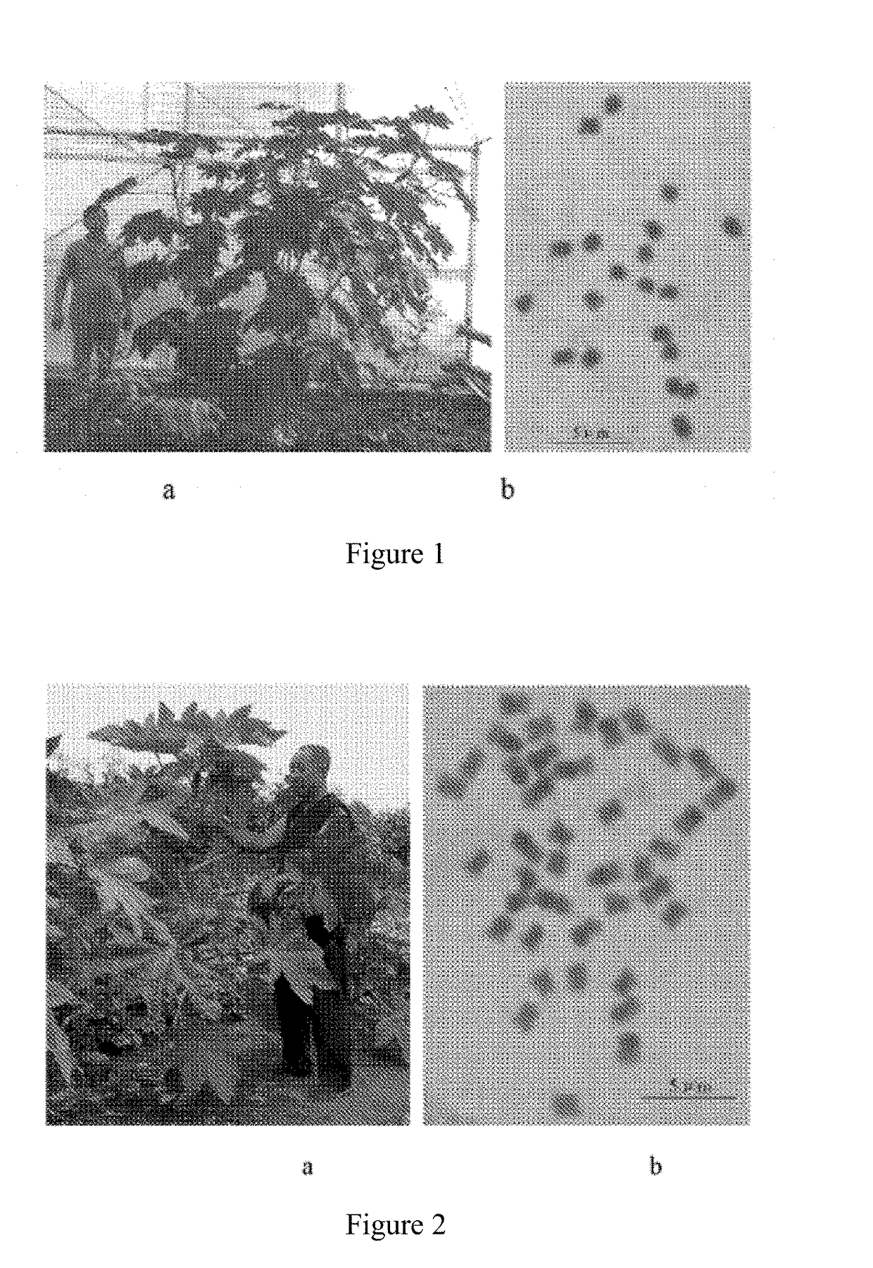 Breeding Method for Tetraploid Ricinus Communis