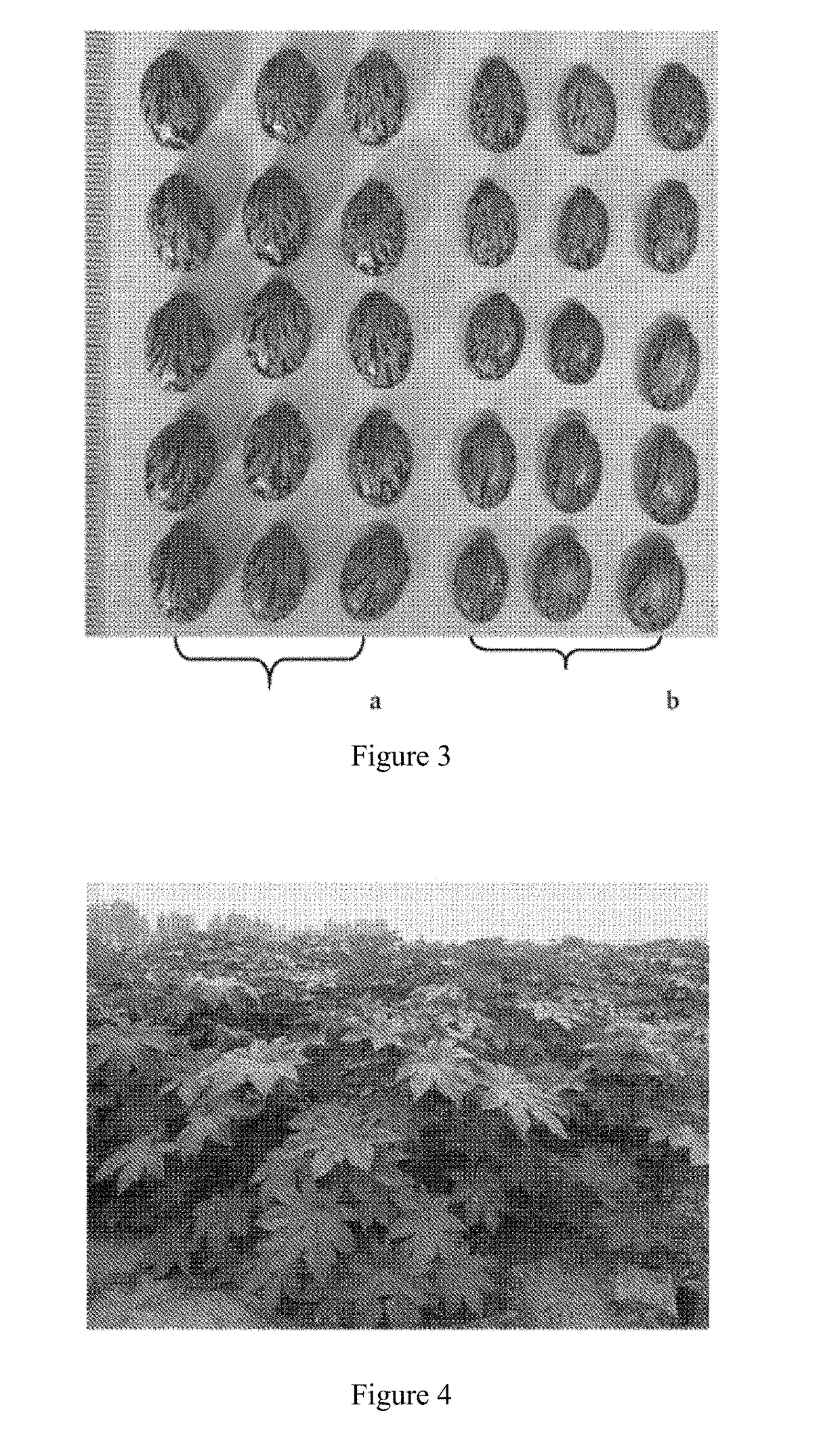 Breeding Method for Tetraploid Ricinus Communis