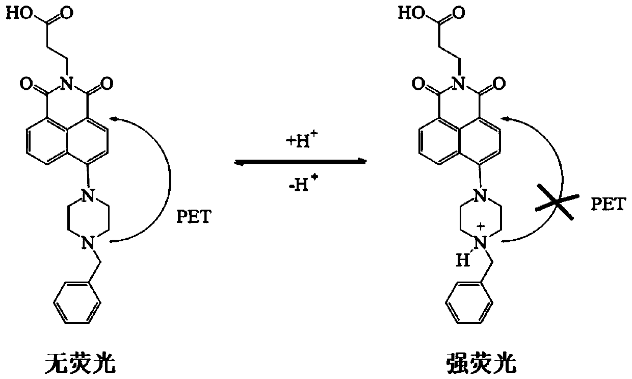 1, 8-naphthalimide derivative and application