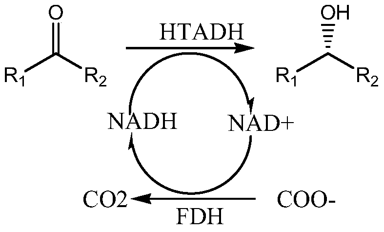 Alcohol dehydrogenase mutant and its application