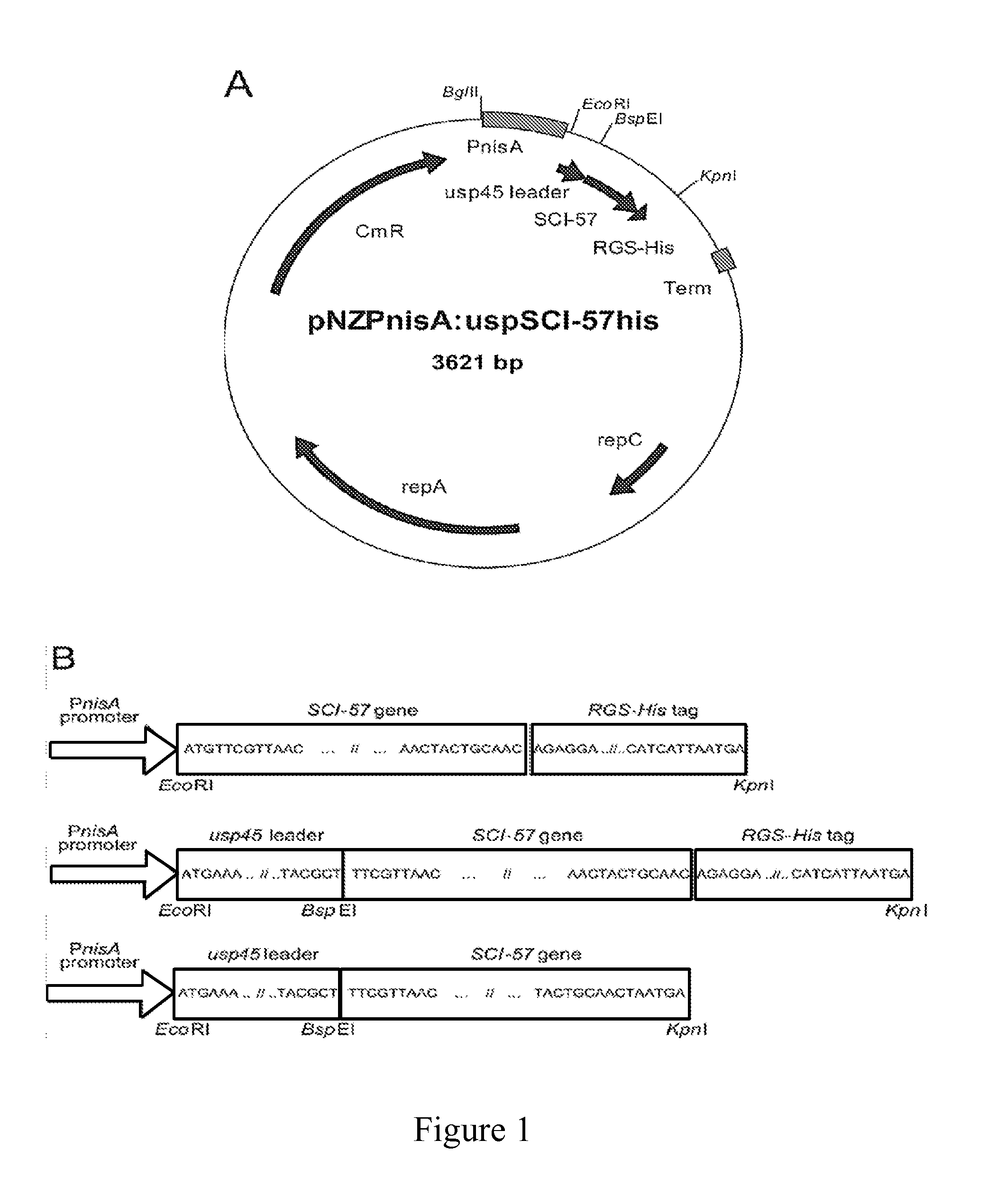 Engineered Bacteria for Oral Delivery of Glucoregulatory Proteins