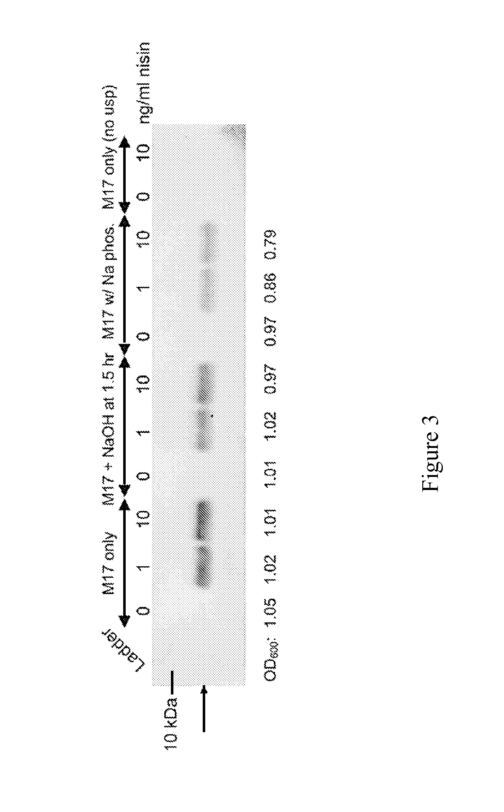 Engineered Bacteria for Oral Delivery of Glucoregulatory Proteins