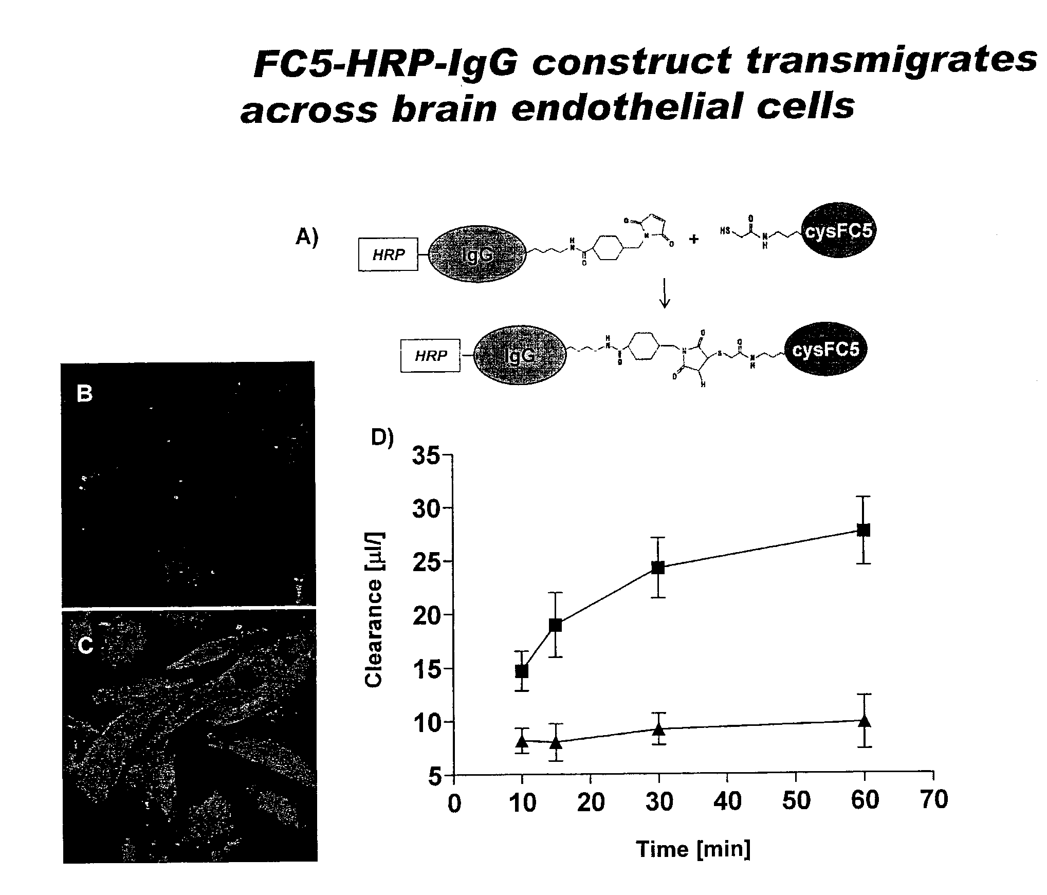 Blood-brain barrier epitopes and uses thereof