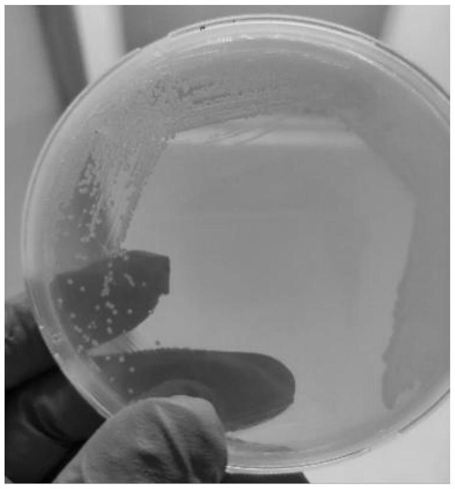 A kind of chromogenic solid culture medium of Nocardia japonica and its preparation method and application