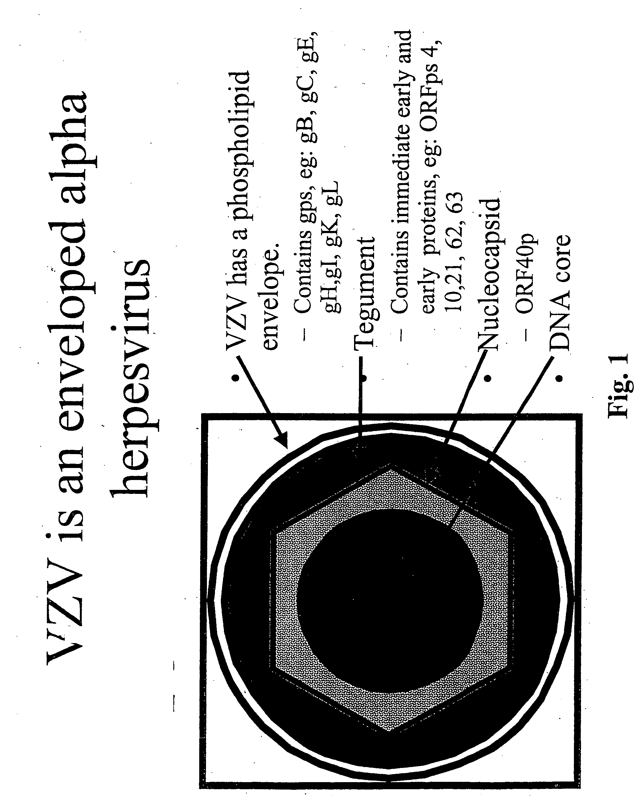 Genetically engineered cell lines and systems for propagating Varicella zoster virus and methods of use thereof