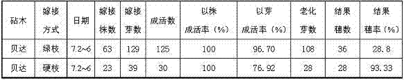 Gobi grape field hard branch grafting method