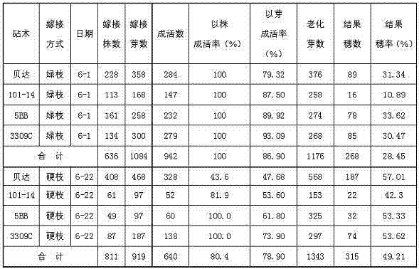 Gobi grape field hard branch grafting method