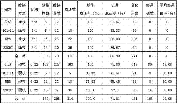 Gobi grape field hard branch grafting method