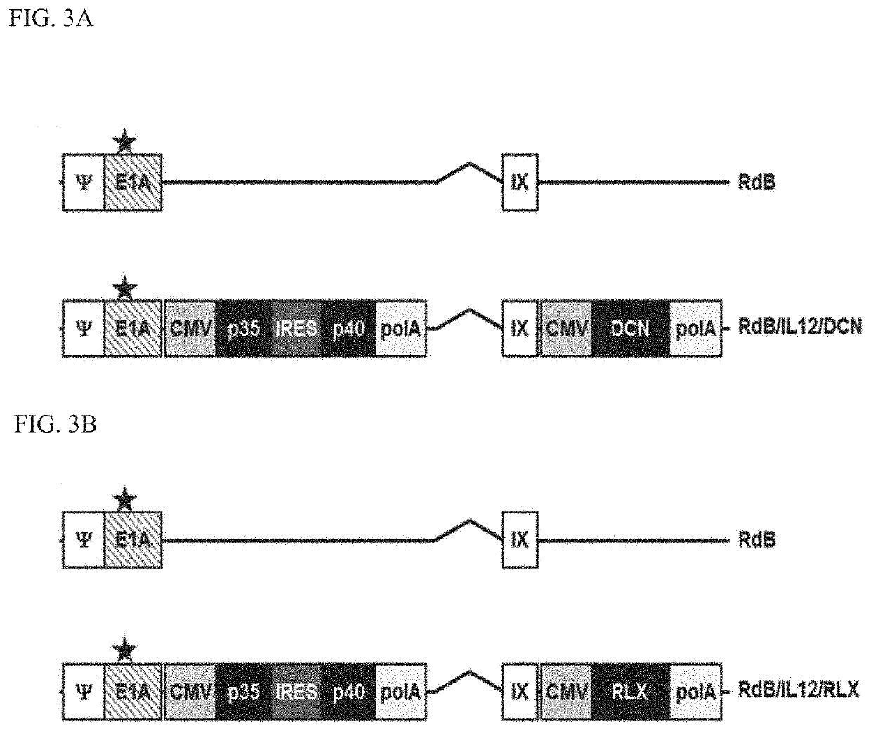 Anticancer composition comprising recombinant adenovirus expressing degradation factor for extracellular matrix