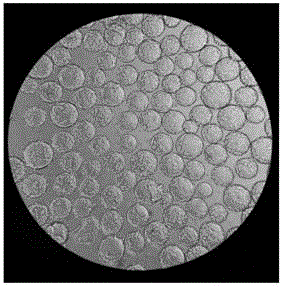 Novel technology for producing recombinant adeno associated viruses in pilot test manner