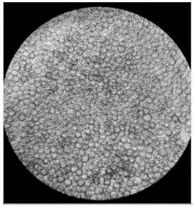 Novel technology for producing recombinant adeno associated viruses in pilot test manner