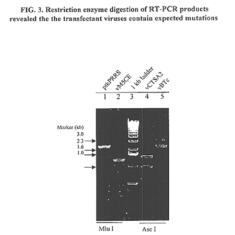 Infectious cDNA clones of porcine reproductive and respiratory syndrome virus and expression vectors thereof