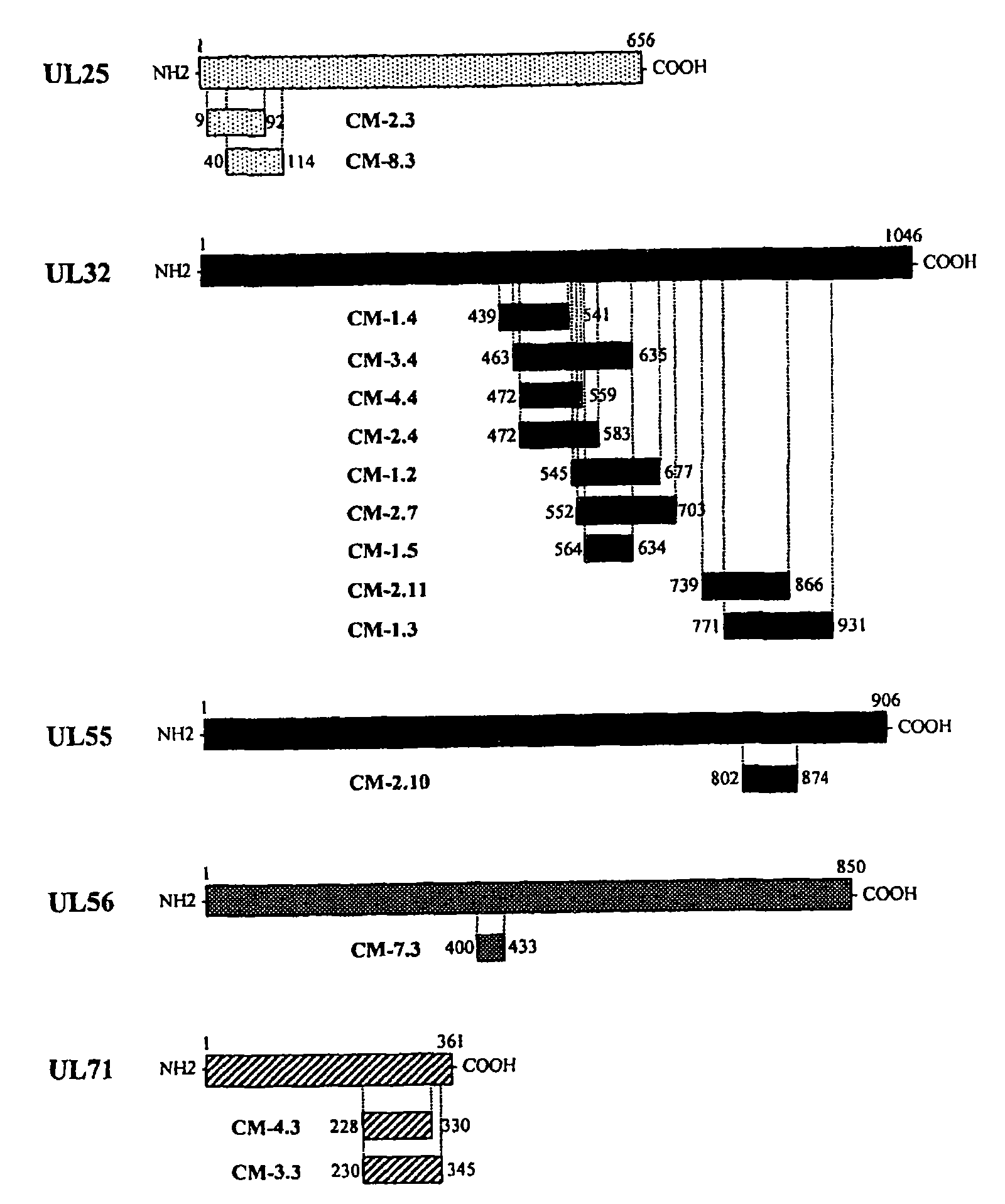 Recombinant antigens of human cytomegalovirus (HCMV)