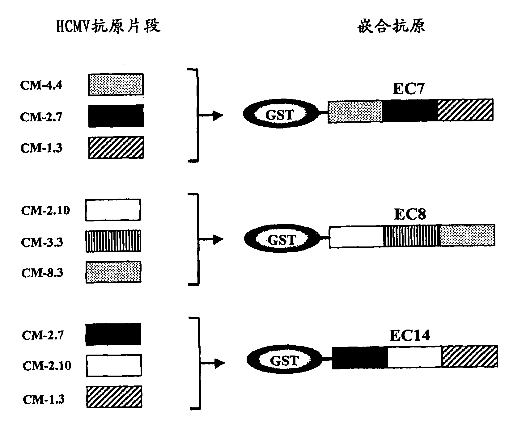 Recombinant antigens of human cytomegalovirus (HCMV)