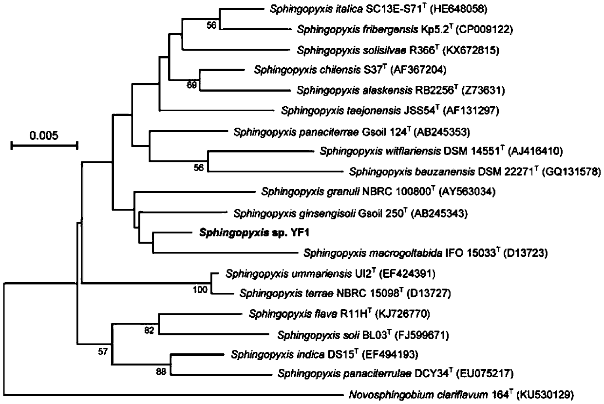 A novel Sphingosine strain and its application in the field of microcystin degradation and detoxification