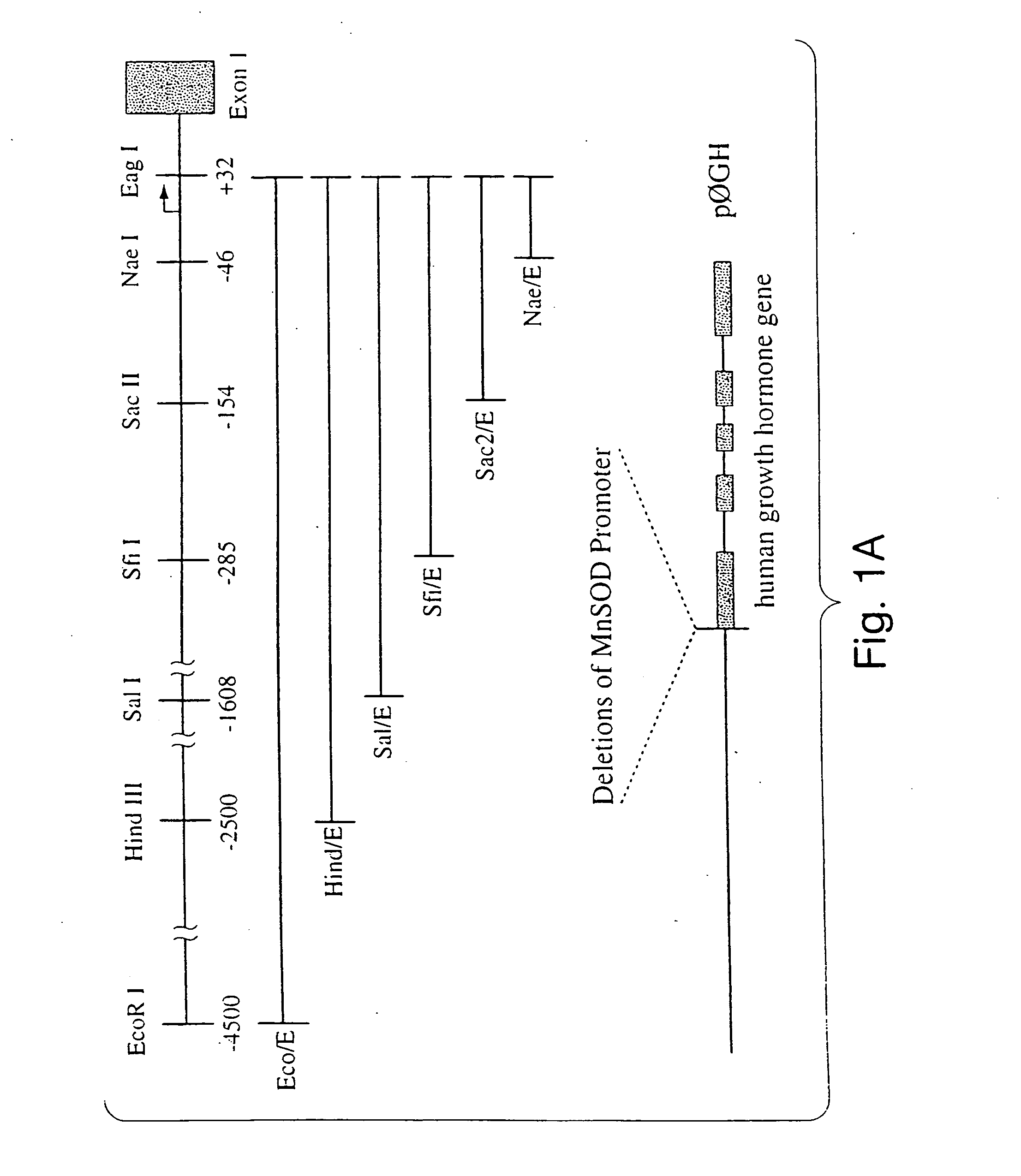 Novel manganese superoxide dismutase regulatory elements and uses therefore