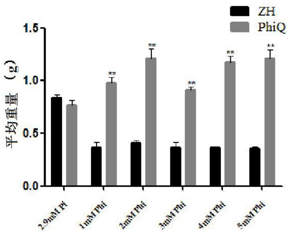 Screening method of transgenic rice