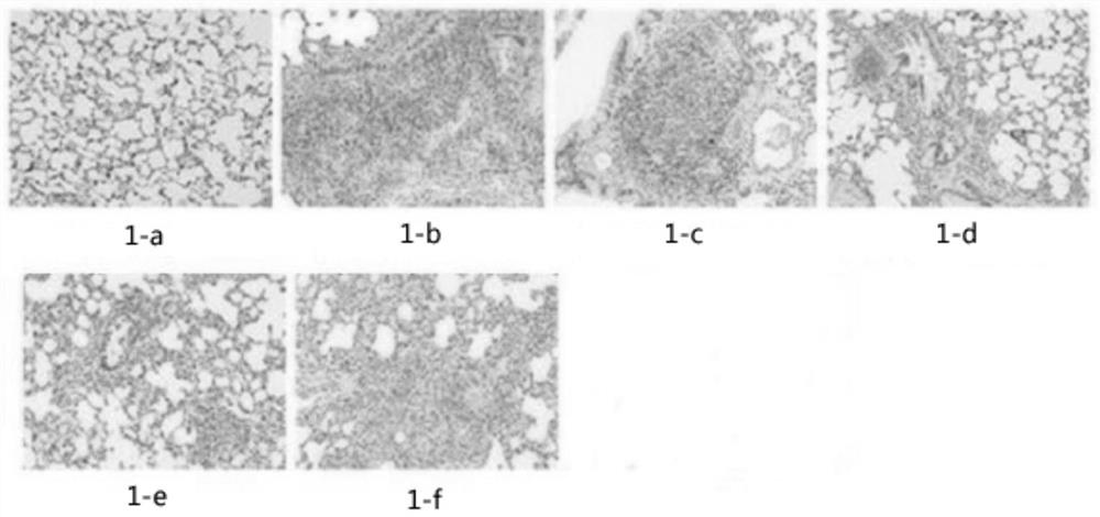 Application of traditional Chinese medicine composition in preparation of medicine for treating viral pneumonia