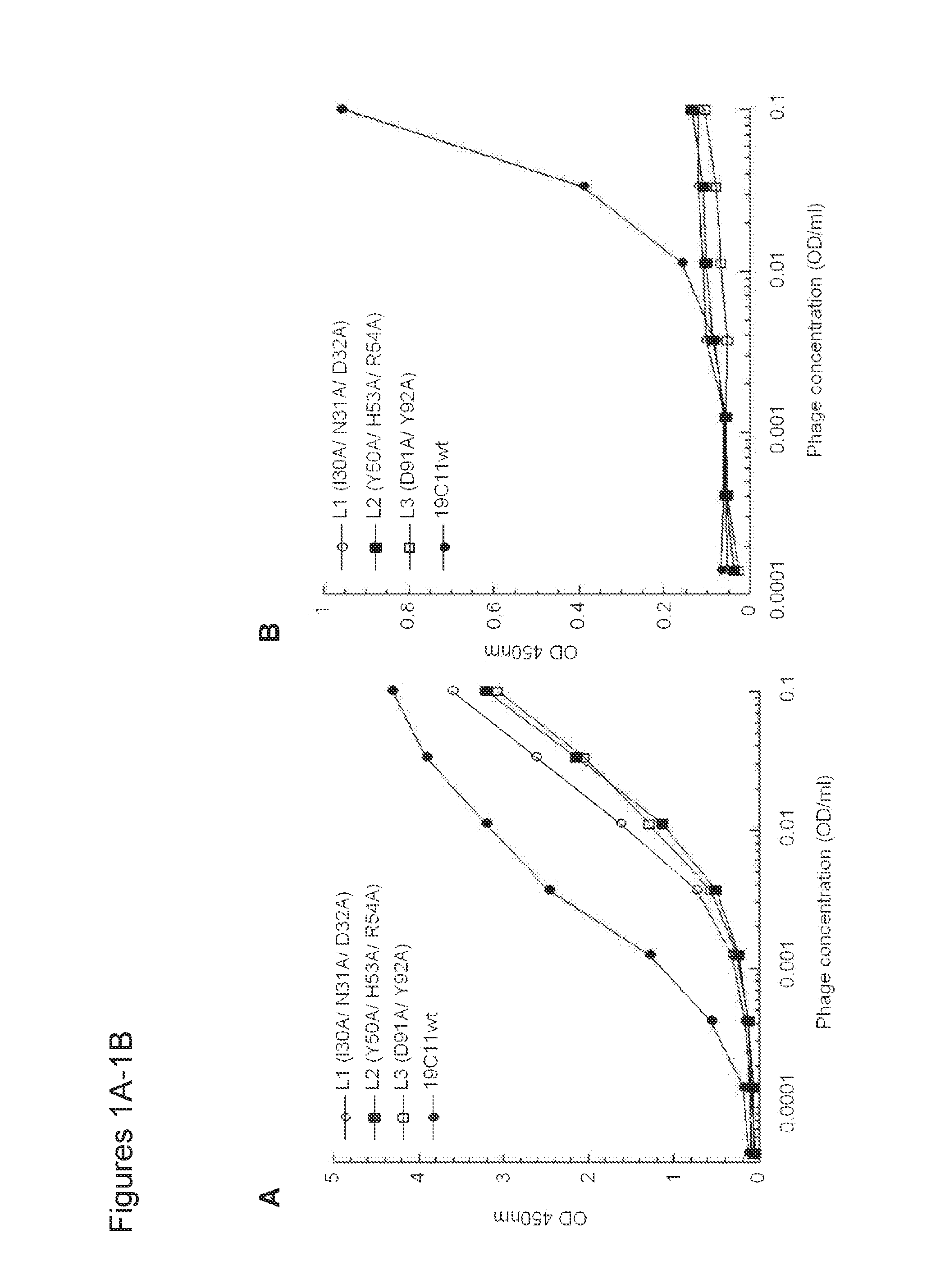 Dual specific antibodies