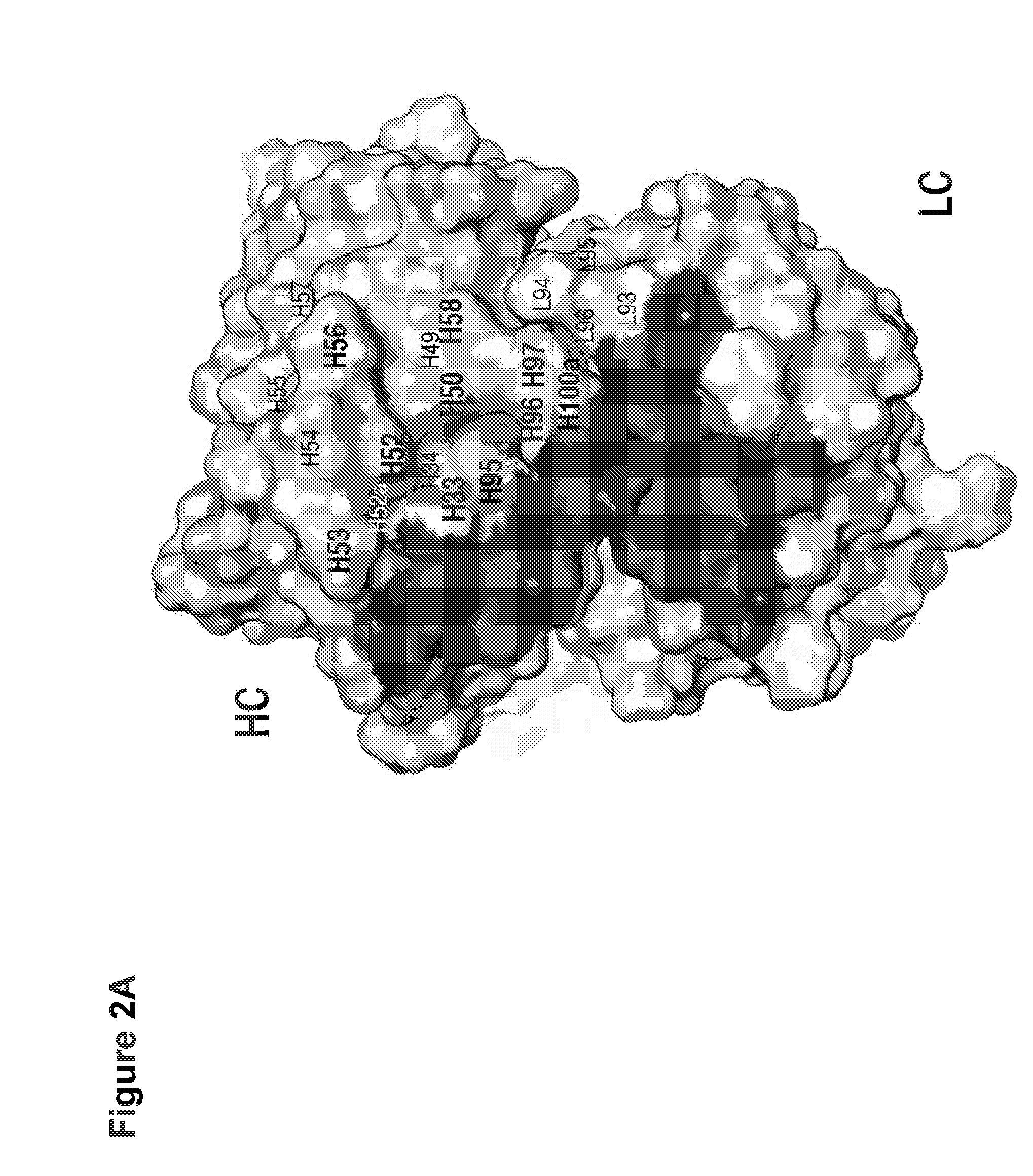 Dual specific antibodies