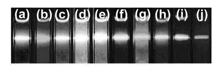 Rare earth-doped upconversion nanometer crystal-based fluorescent coding microspheres and preparation method thereof