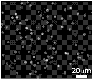 Rare earth-doped upconversion nanometer crystal-based fluorescent coding microspheres and preparation method thereof