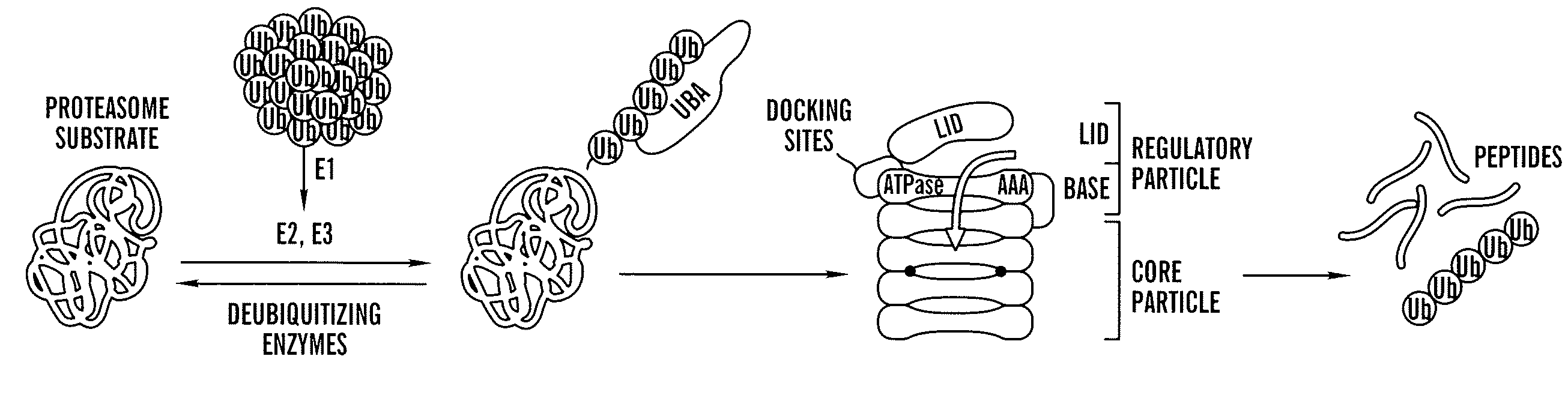 Diagnosis and treatment of diseases caused by misfolded proteins