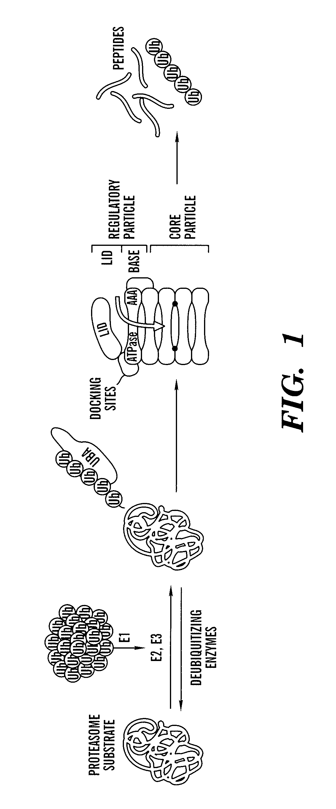 Diagnosis and treatment of diseases caused by misfolded proteins