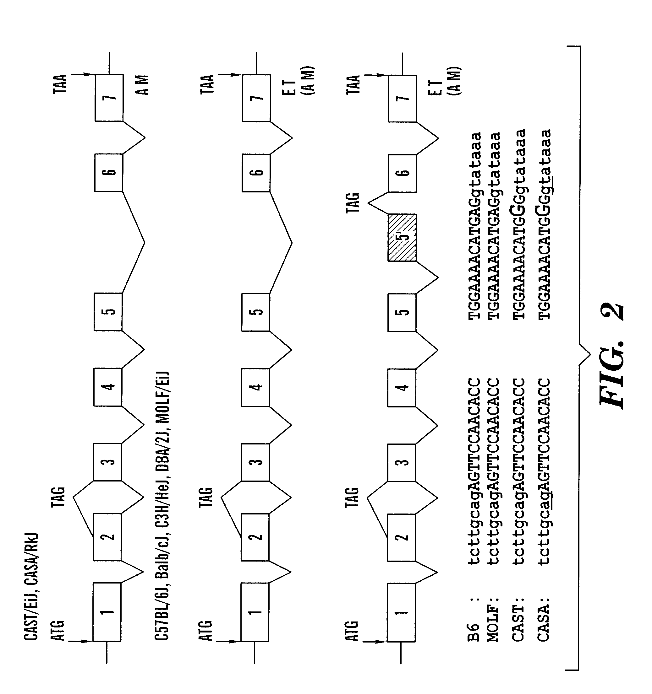 Diagnosis and treatment of diseases caused by misfolded proteins