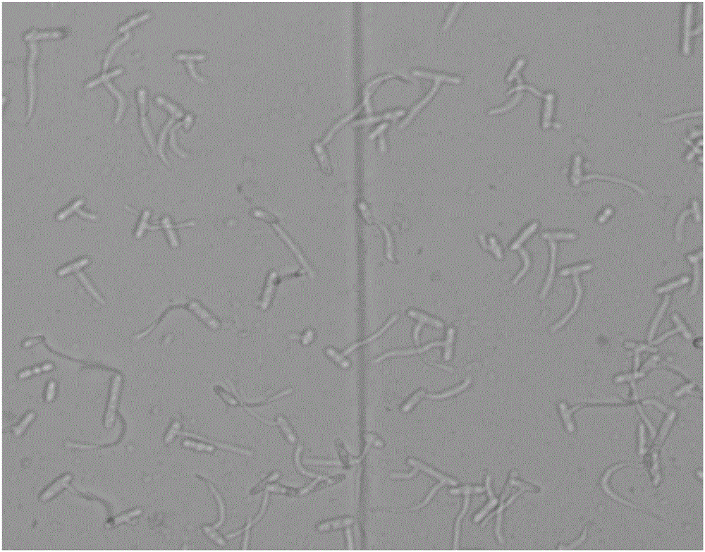 Method for promoting stable germination of Ophiostoma fimbriatum conidia and obtaining optimum observation effect